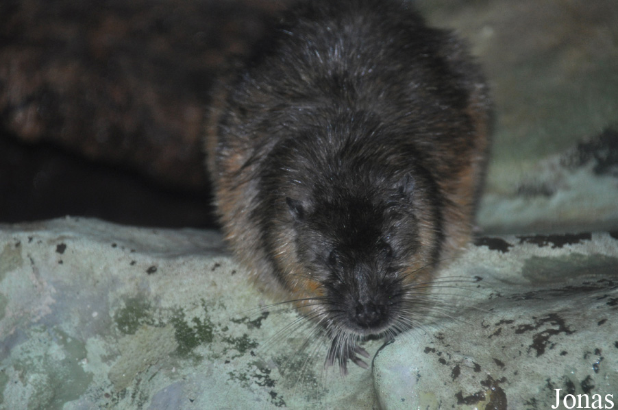 Hydromys chrysogaster