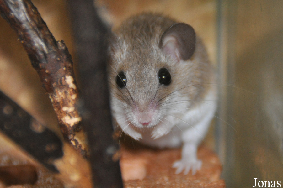 Mus musculoides