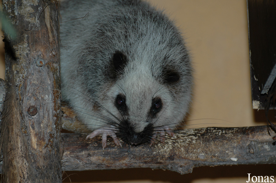 Phloeomys pallidus