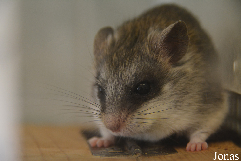 Thallomys paedulcus