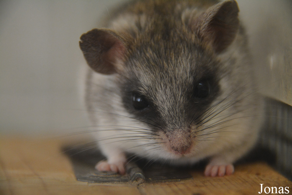 Thallomys paedulcus