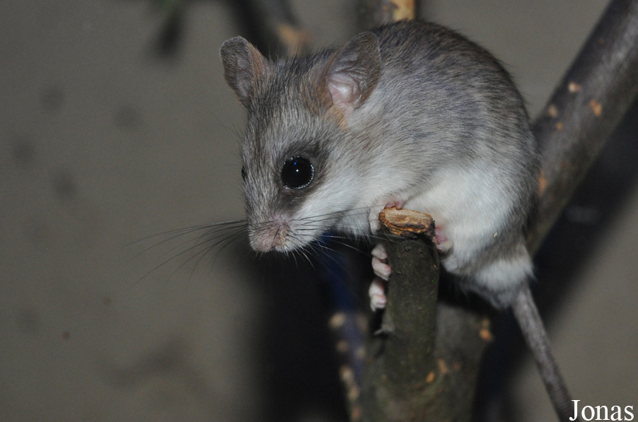Thallomys paedulcus