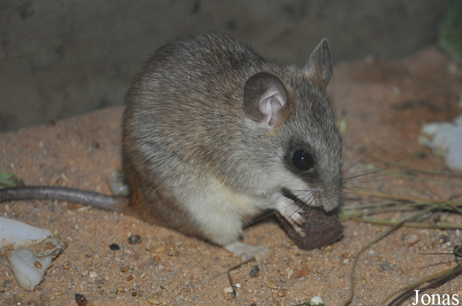 Thallomys paedulcus