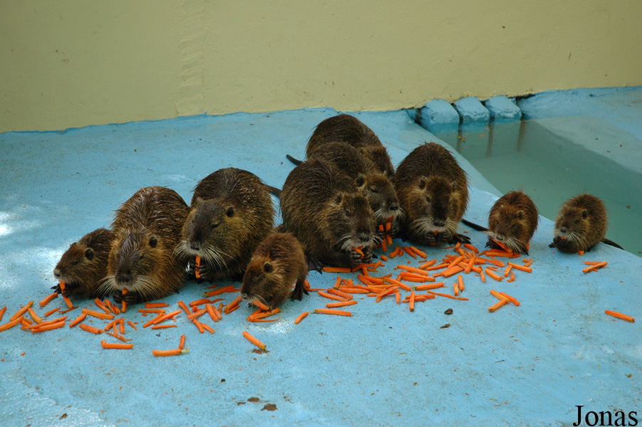 Myocastor coypus