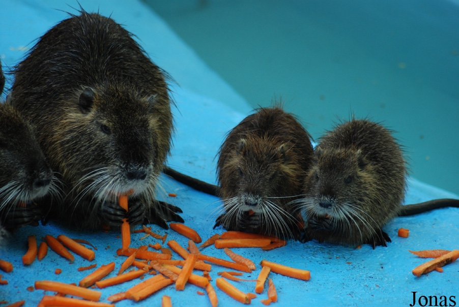 Myocastor coypus