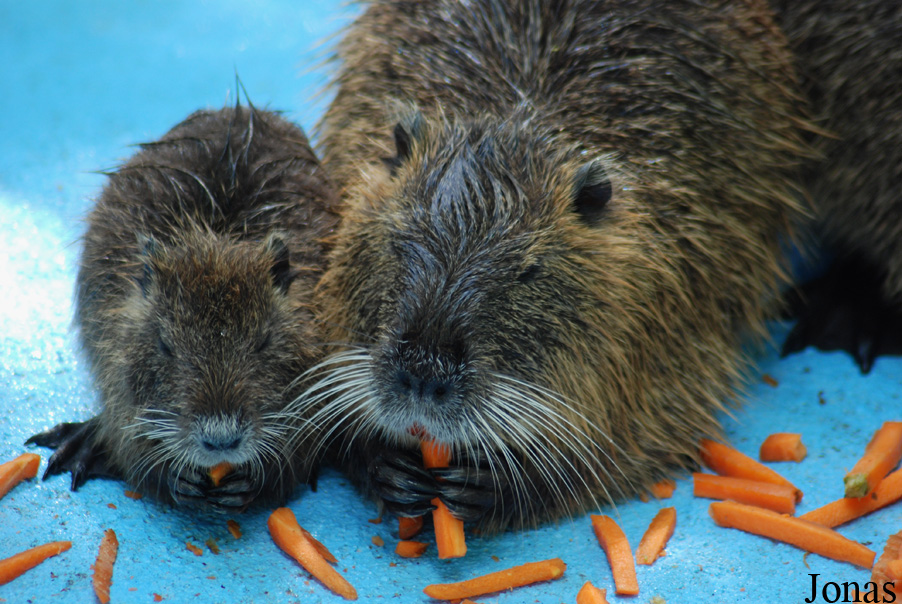Myocastor coypus