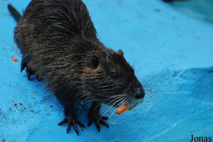 Myocastor coypus