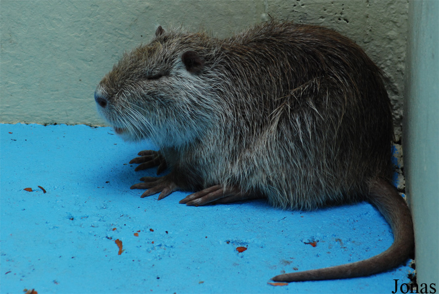 Myocastor coypus