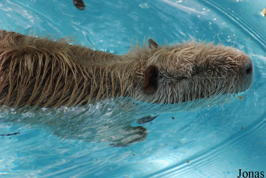 Myocastor coypus