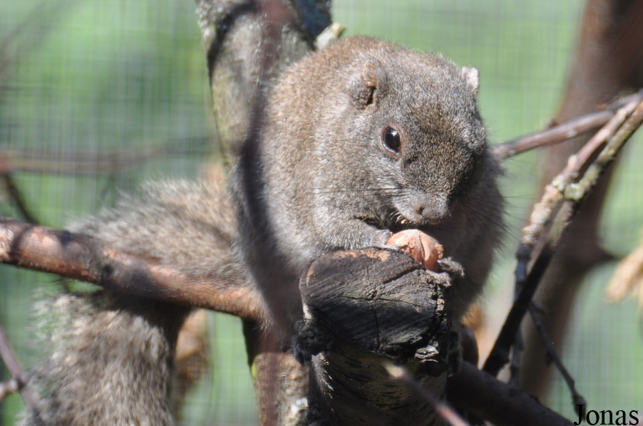 Callosciurus caniceps