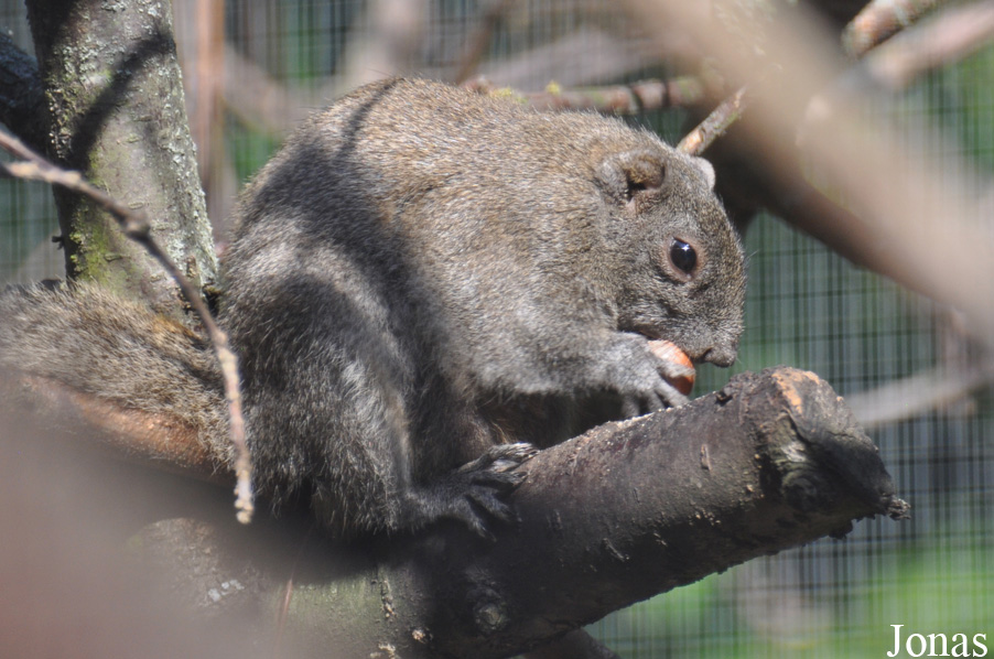 Callosciurus caniceps
