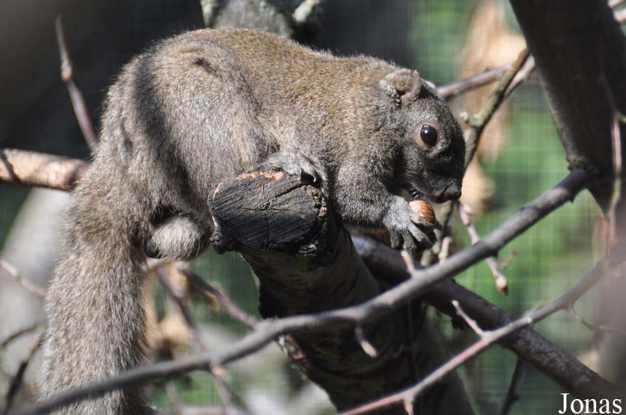 Callosciurus caniceps