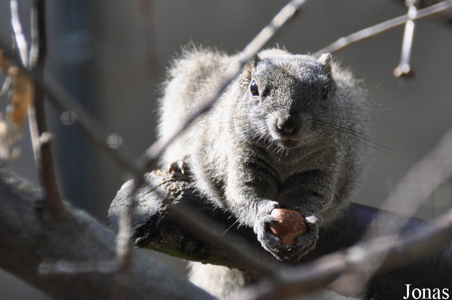 Callosciurus caniceps