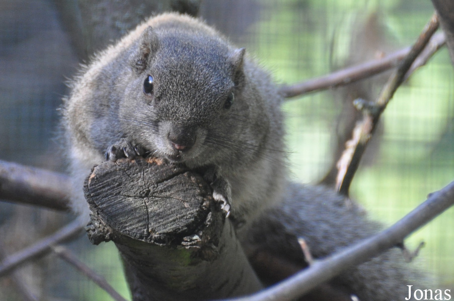 Callosciurus caniceps