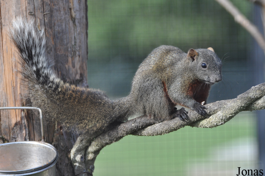 Callosciurus erythraeus
