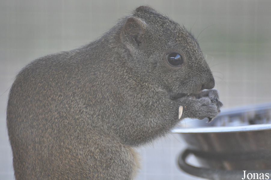 Callosciurus erythraeus