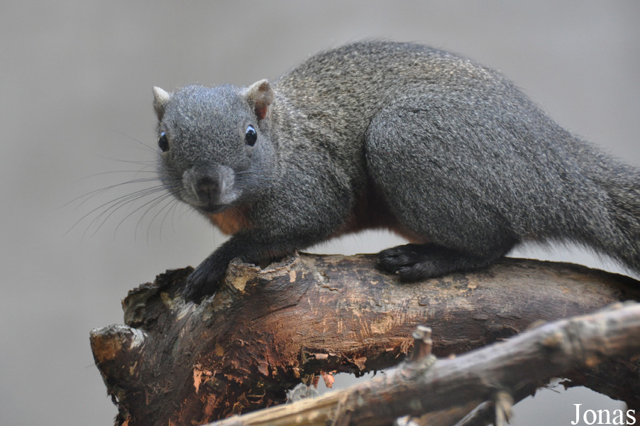 Callosciurus erythraeus