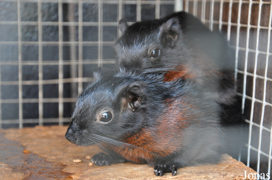 Callosciurus ferrugineus
