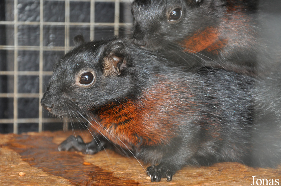 Callosciurus ferrugineus