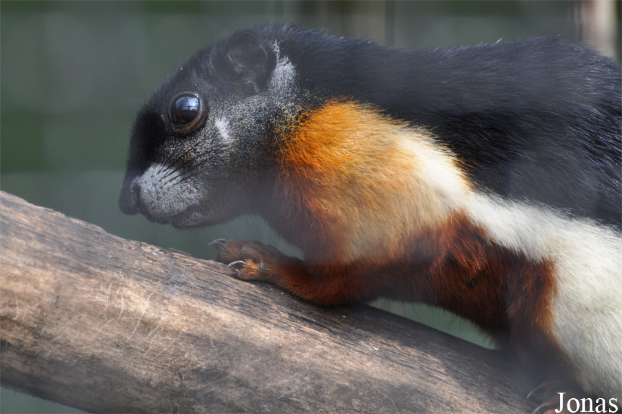 Callosciurus prevostii