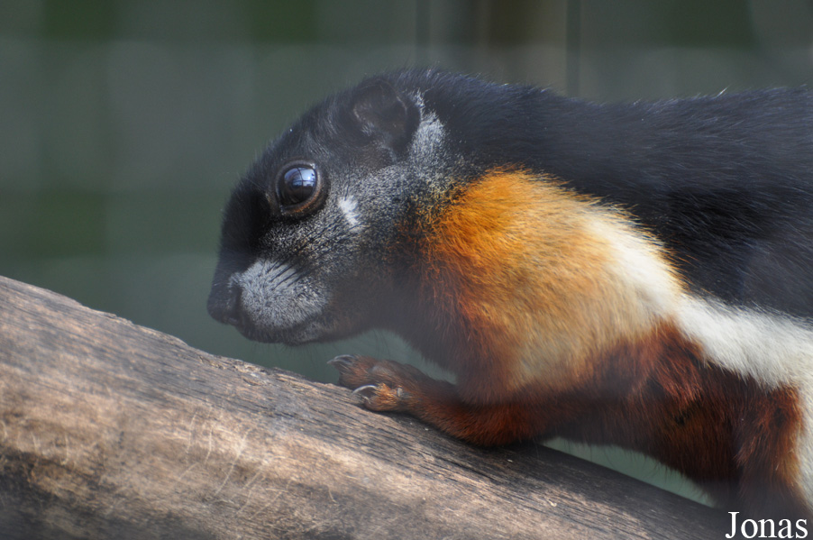 Callosciurus prevostii