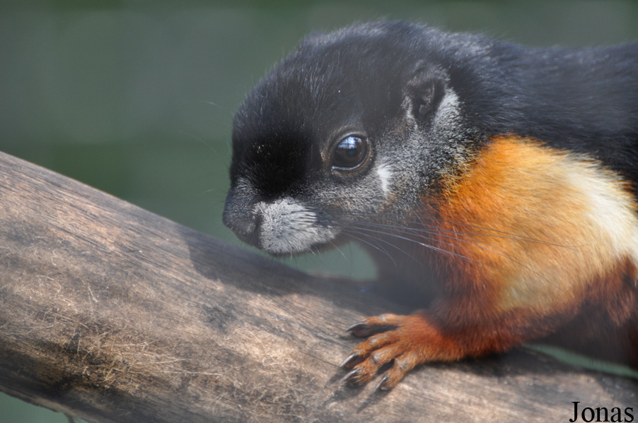Callosciurus prevostii