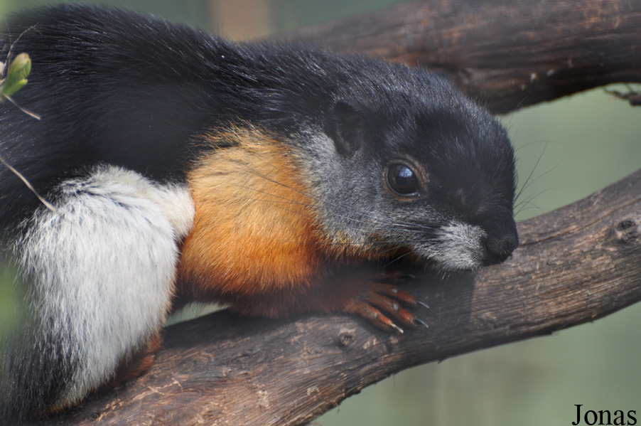 Callosciurus prevostii