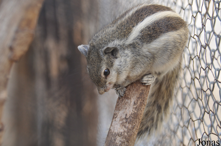 Funambulus pennantii