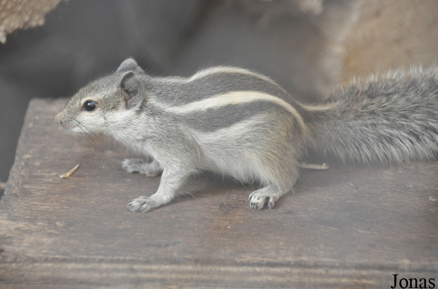 Funambulus pennantii