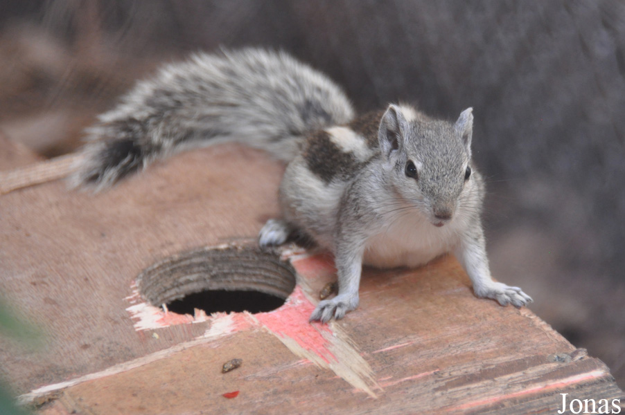 Funambulus pennantii