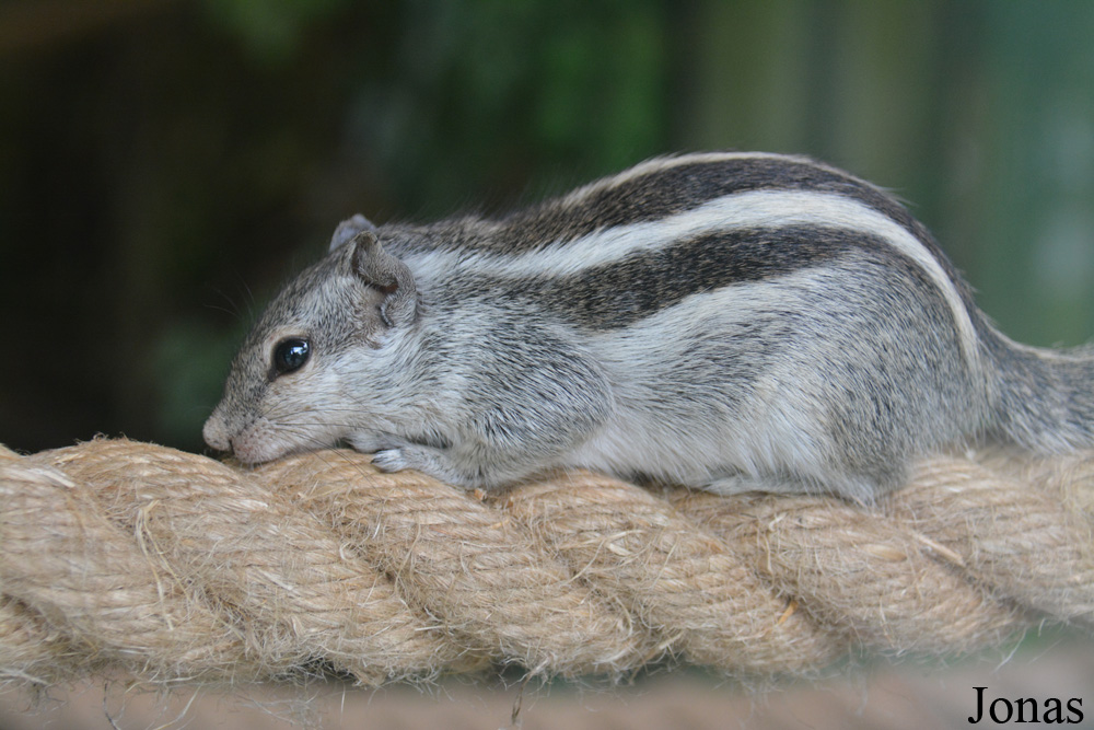 Funambulus pennantii