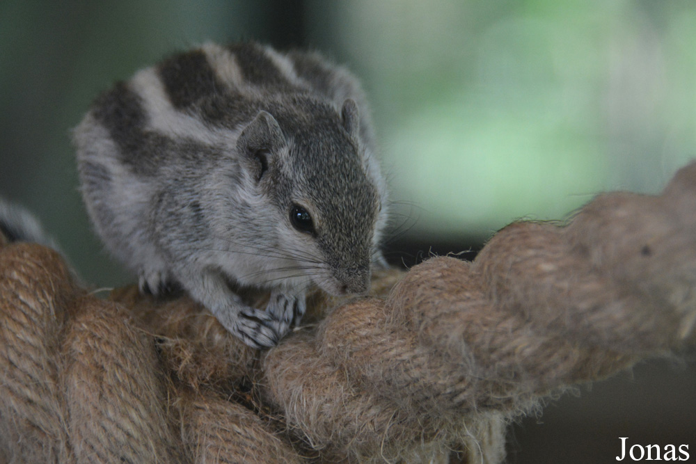 Funambulus pennantii