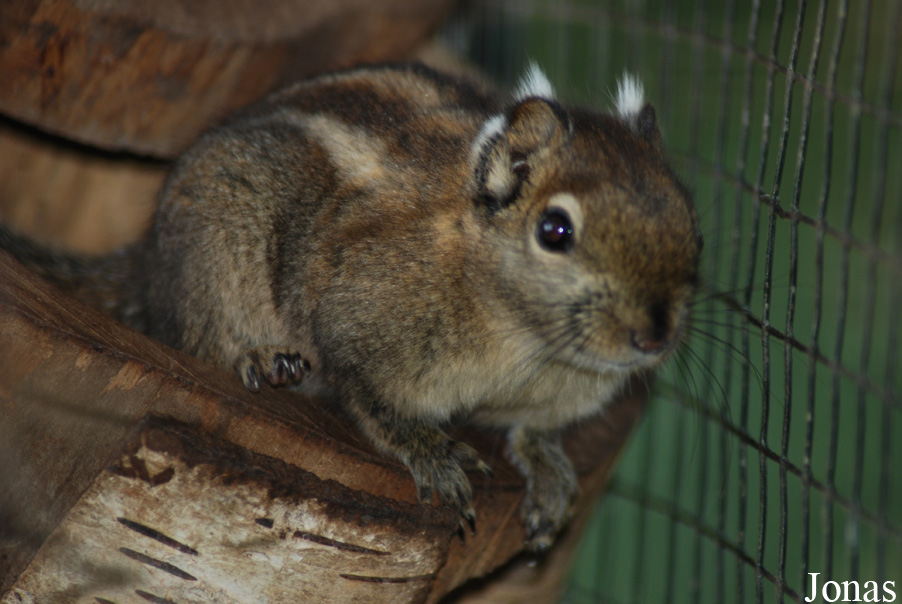 Tamiops swinhoei