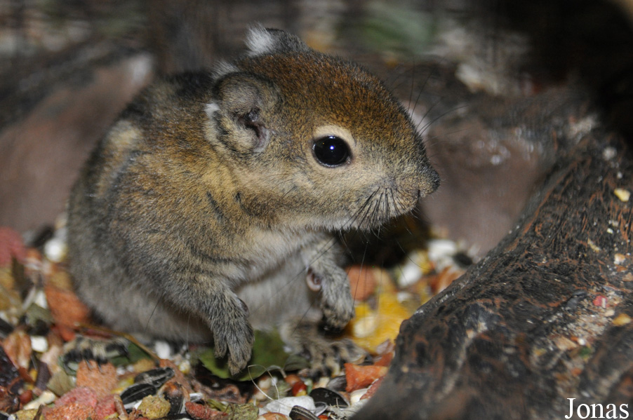 Tamiops swinhoei