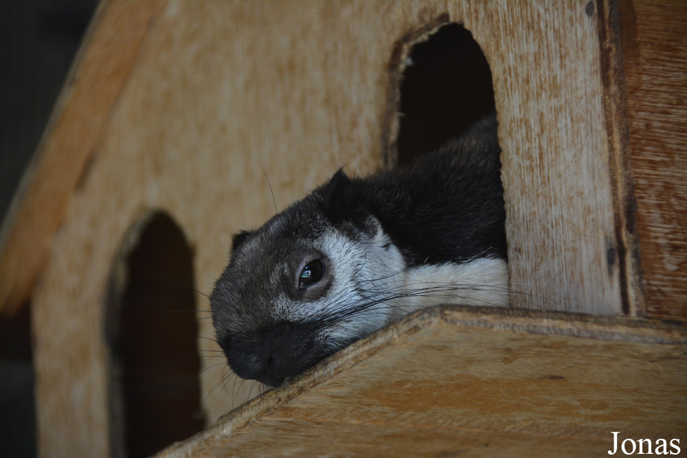 Ratufa macroura