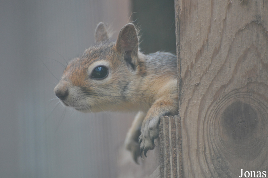 Sciurus anomalus
