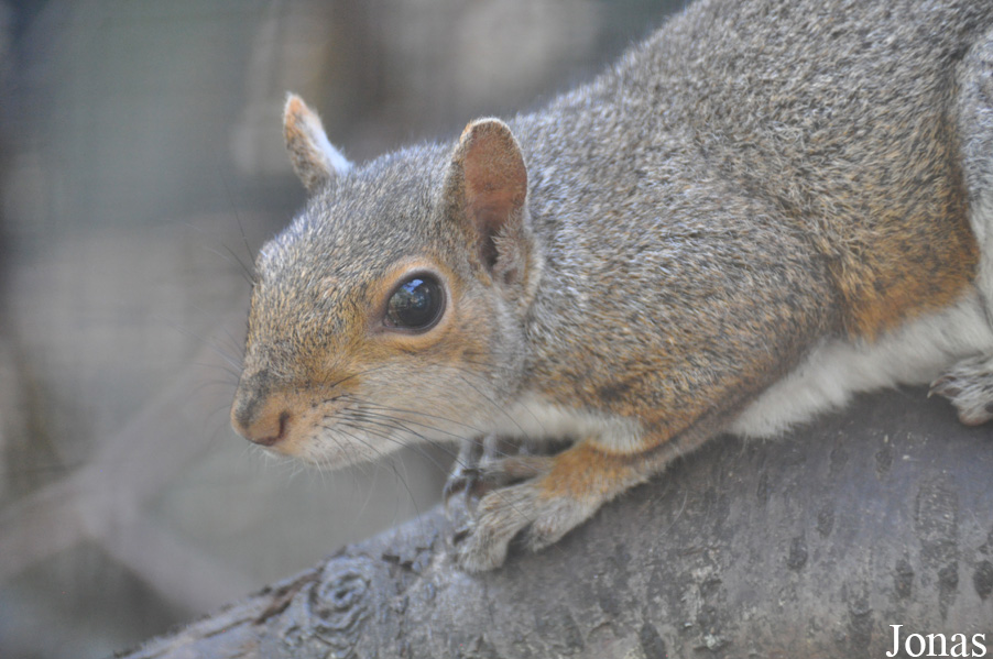 Sciurus carolinensis