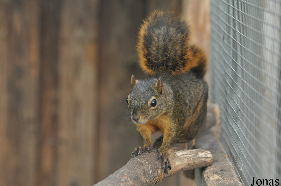 Sciurus granatensis hoffmanni