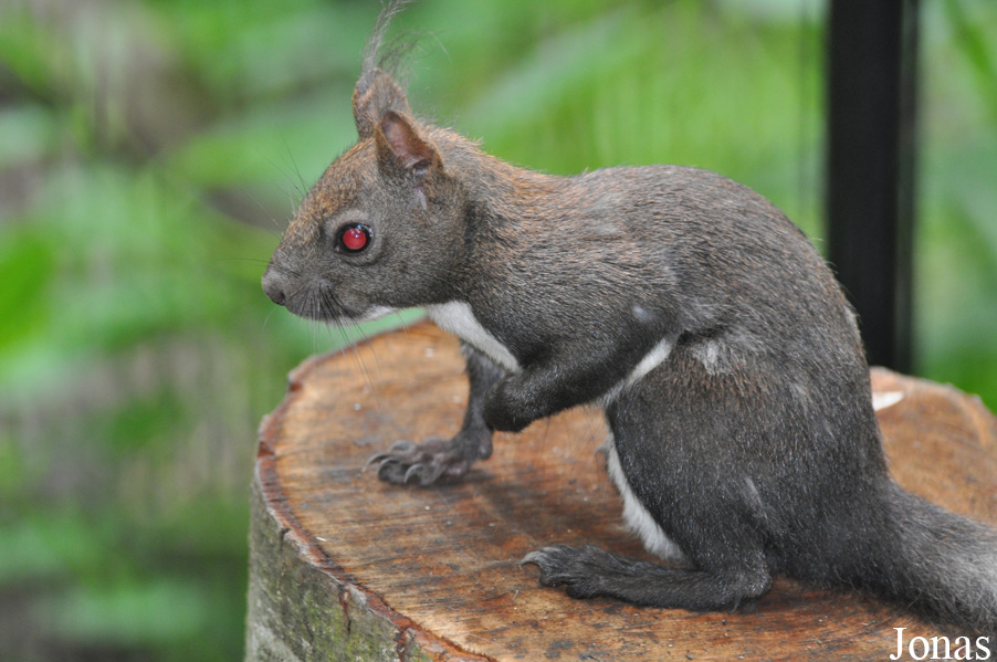 Sciurus lis