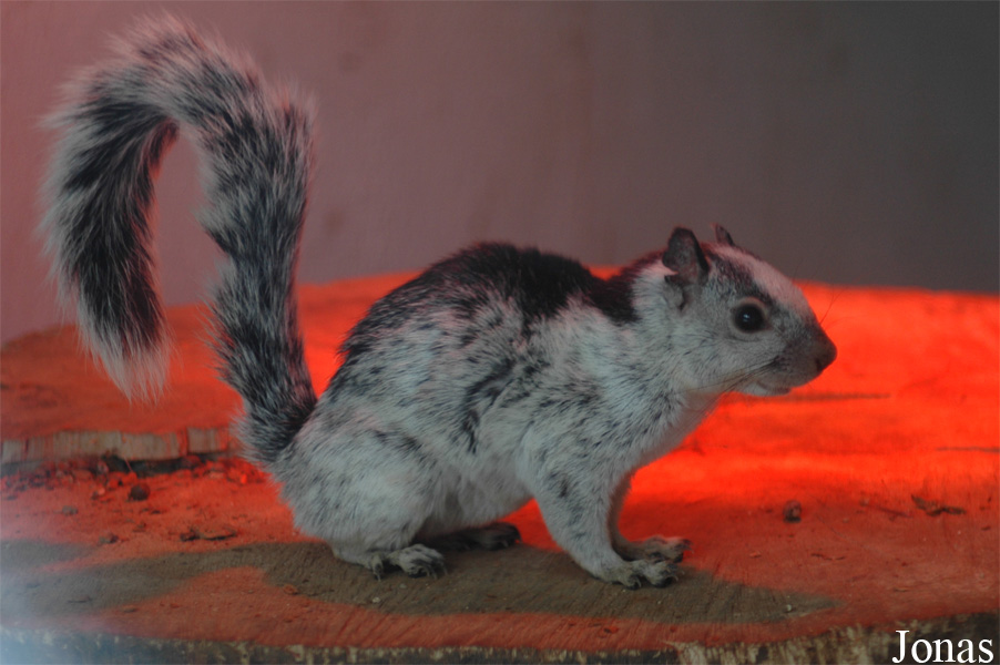 Sciurus variegatoides dorsalis