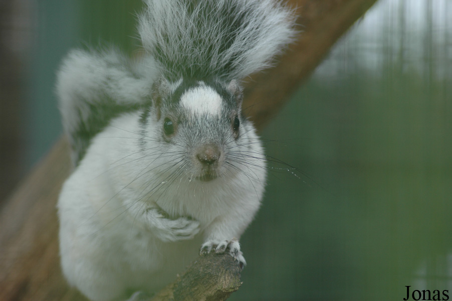 Sciurus variegatoides dorsalis