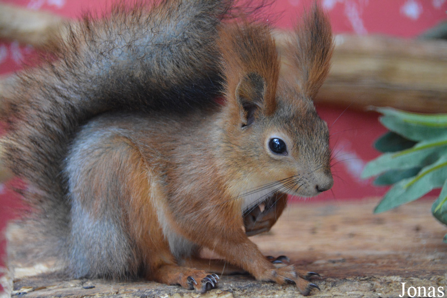 Sciurus vulgaris