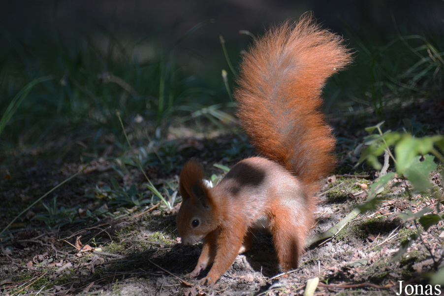 Sciurus vulgaris / Konin