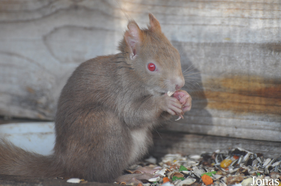 Sciurus vulgaris