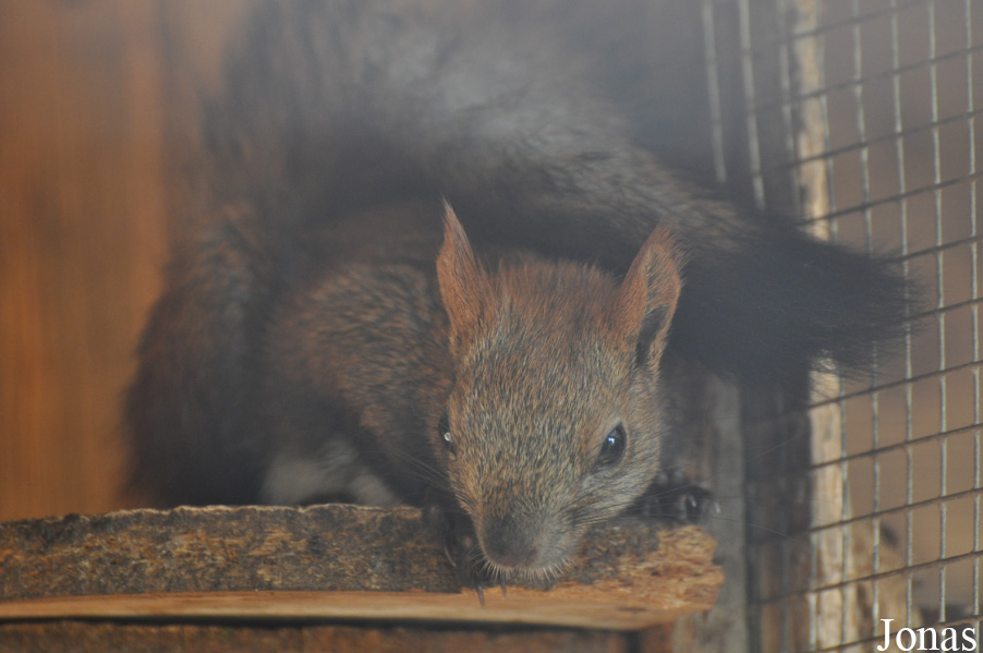 Sciurus vulgaris