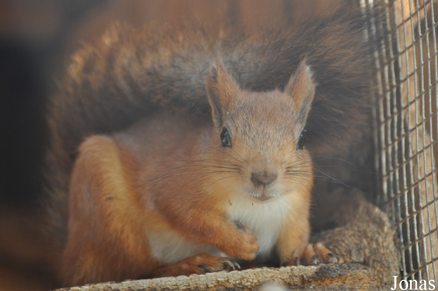 Sciurus vulgaris exalbidus