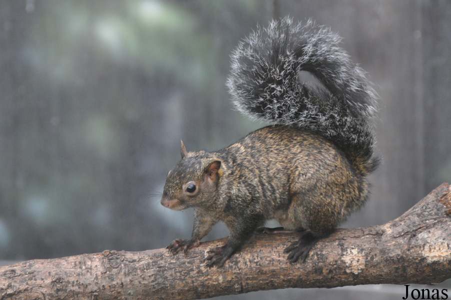 Sciurus yucatanensis