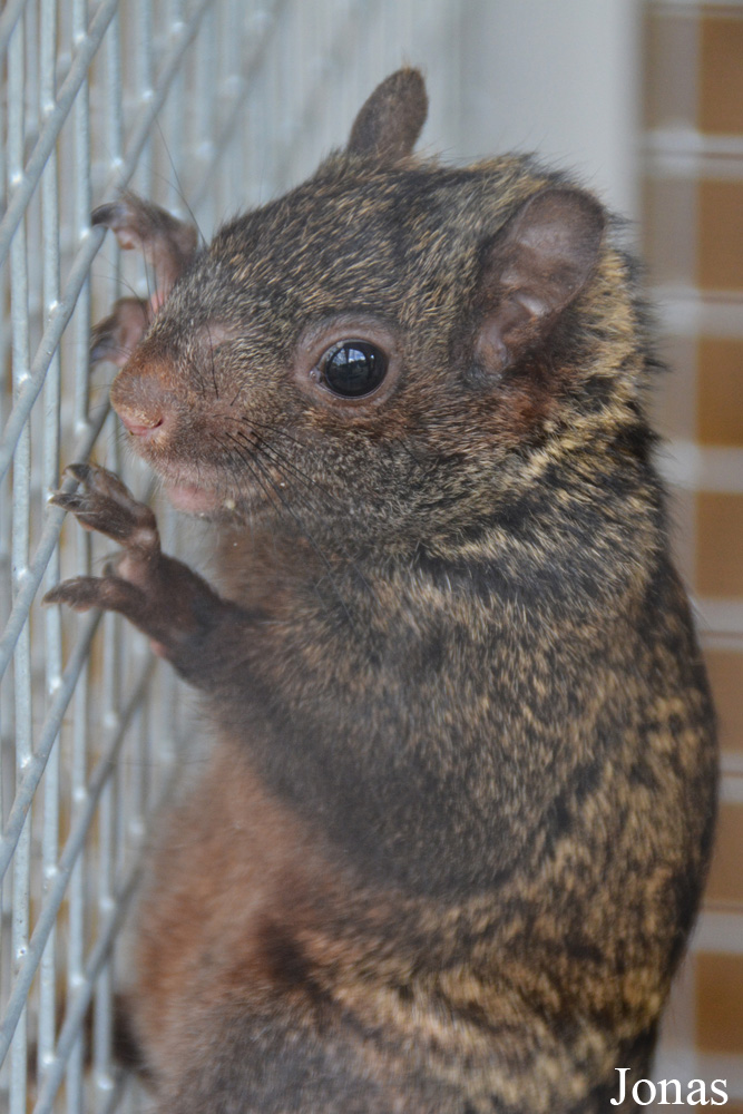 Sciurus yucatanensis