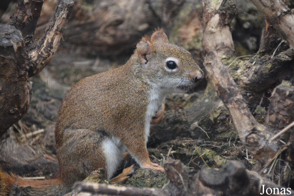Tamiasciurus hudsonicus
