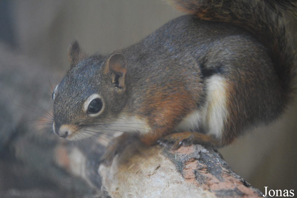 Tamiasciurus hudsonicus